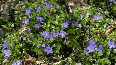 Purple CUUCWP Spring Flowers